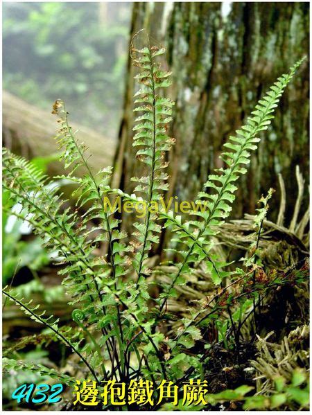 蕨類植物風水|蕨類植物介紹：蕨類植物圖鑑懶人包 & 照顧方式一次看 